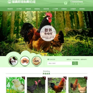 家禽母鸡养殖类网站模板